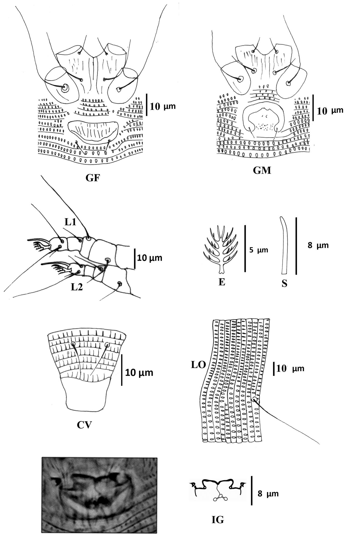 Image de Colomerus novahebridensis Keifer