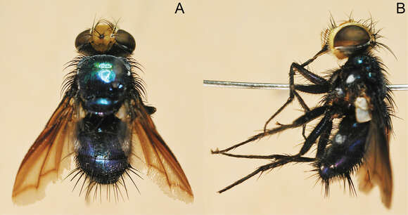 Silbomyia resmi