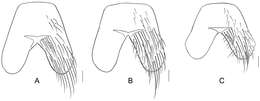 صورة Silbomyia