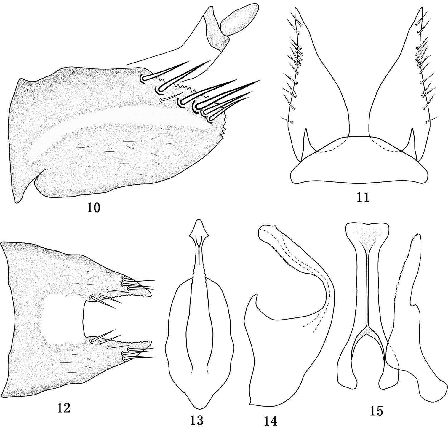 Слика од Tambocerus