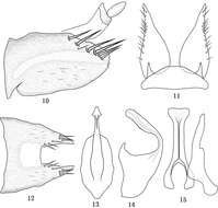 Sivun <i>Tambocerus dentatus</i> kuva