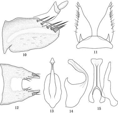 Image of <i>Tambocerus dentatus</i>