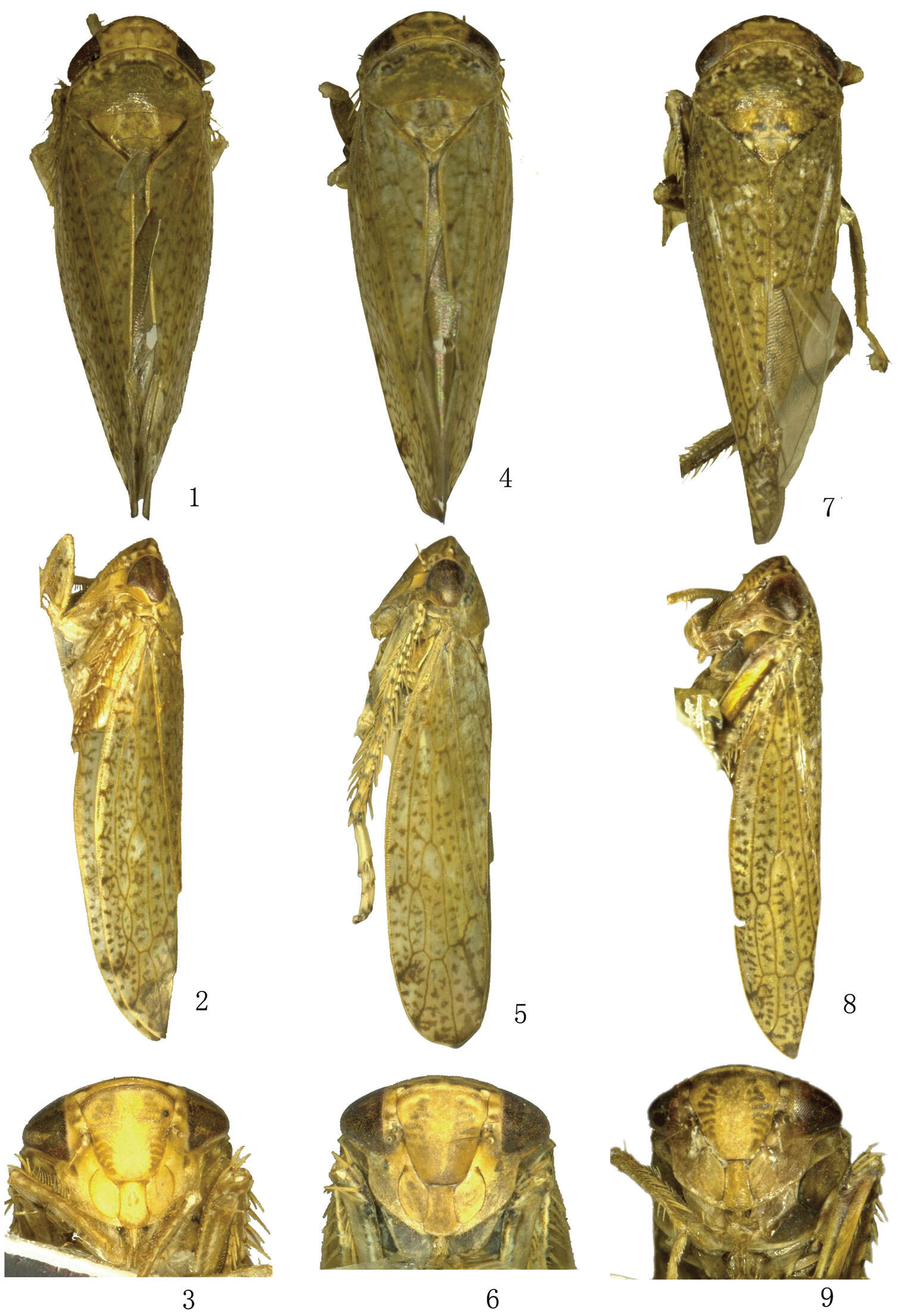 Image of <i>Tambocerus longicaudatus</i>