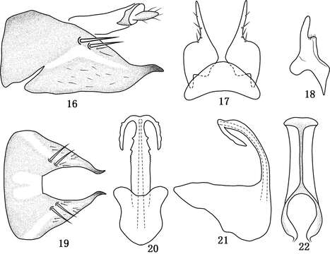 Image of <i>Tambocerus longicaudatus</i>