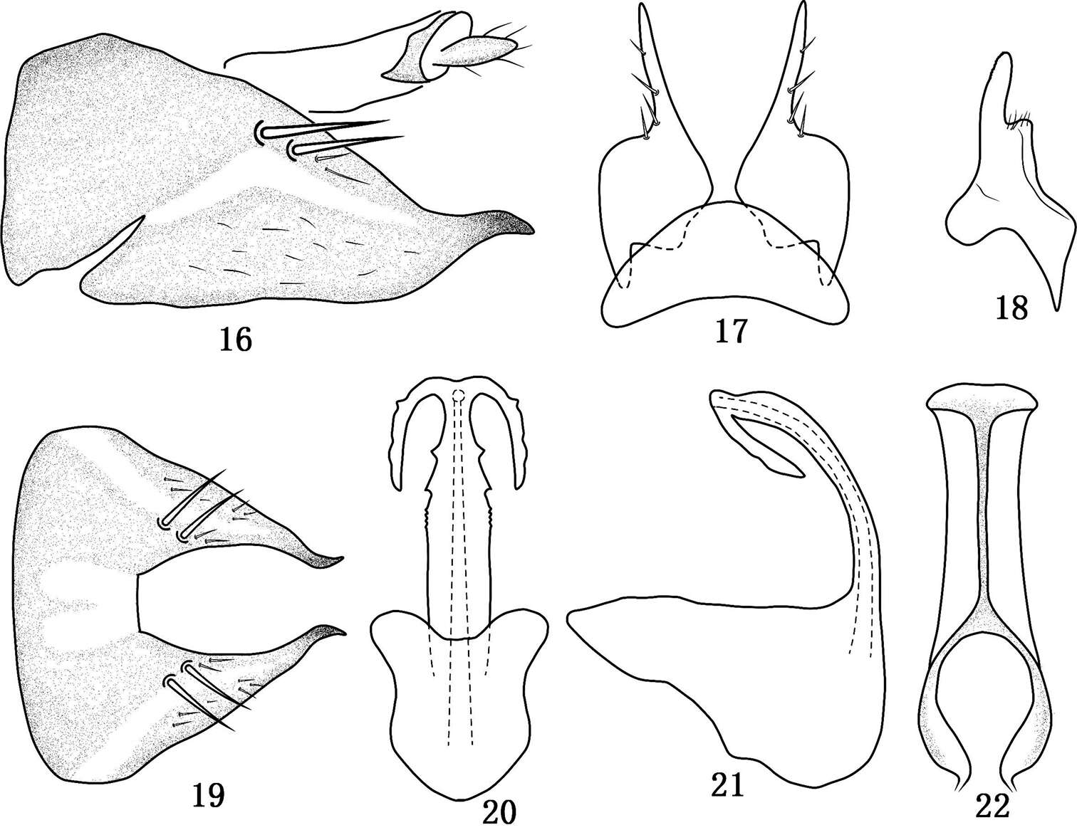 Image of <i>Tambocerus longicaudatus</i>