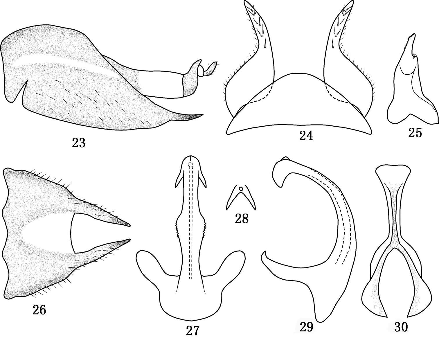 Sivun <i>Tambocerus robustispinus</i> kuva