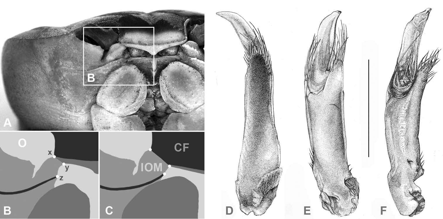 Image of Gecarcinidae MacLeay 1838