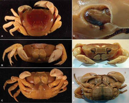 Image of land crabs