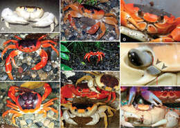 Image of land crabs