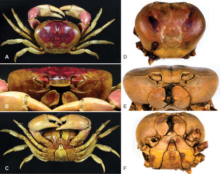 Image de Gecarcinidae MacLeay 1838