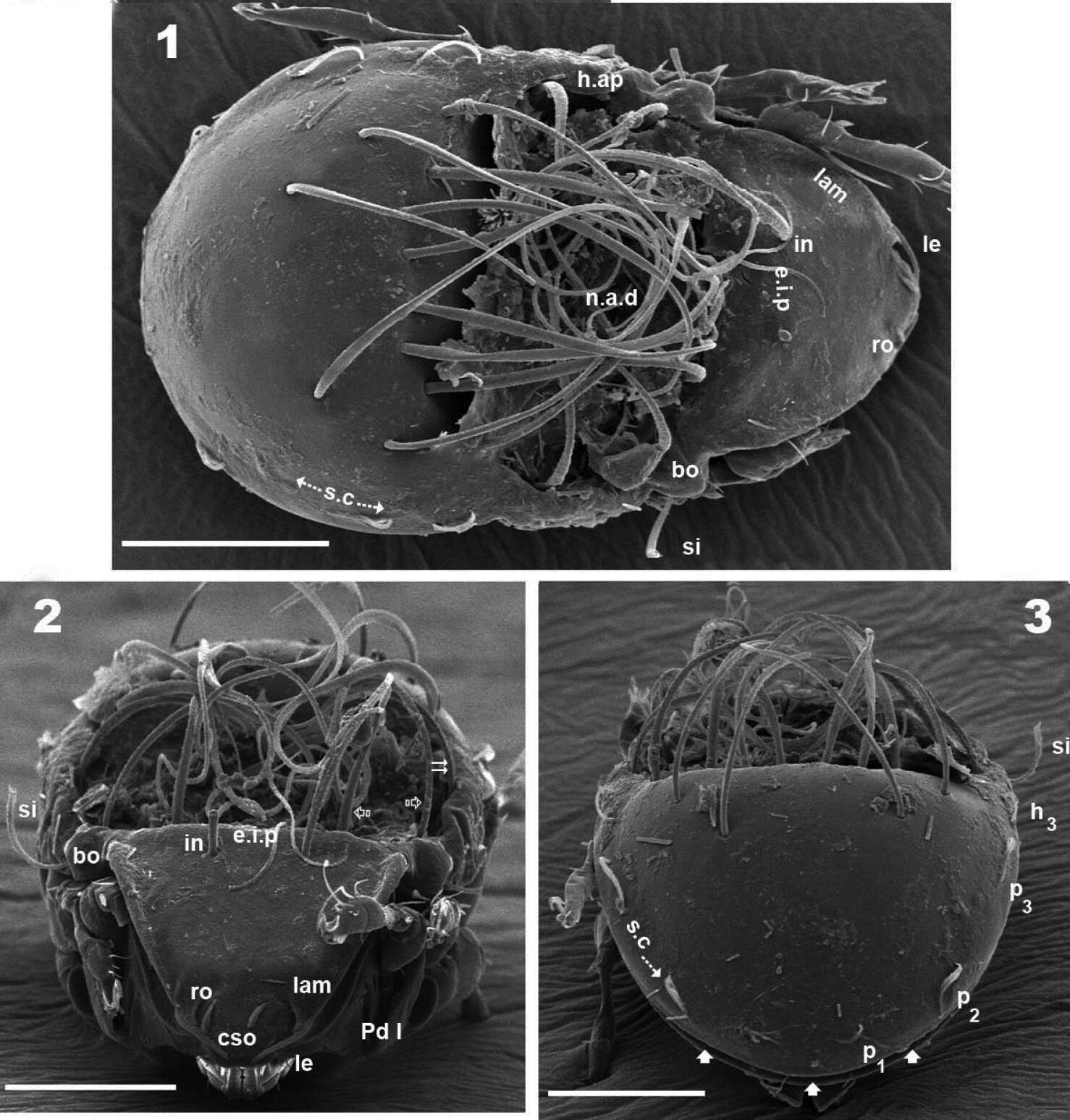 Imagem de Acariformes