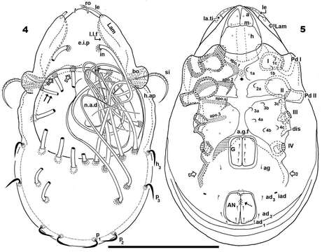 Image of Malgasodes Mahunka 2000