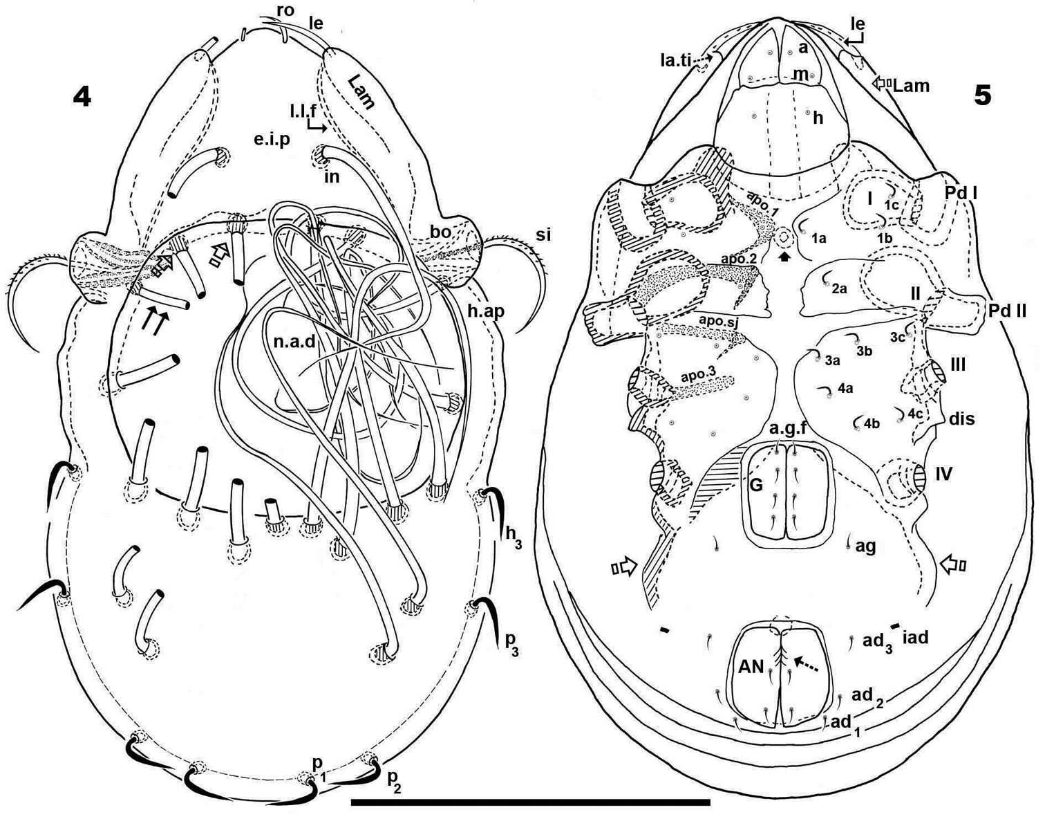 Sivun Acariformes kuva