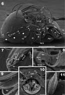 Sivun Acariformes kuva