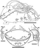 Sivun Acariformes kuva