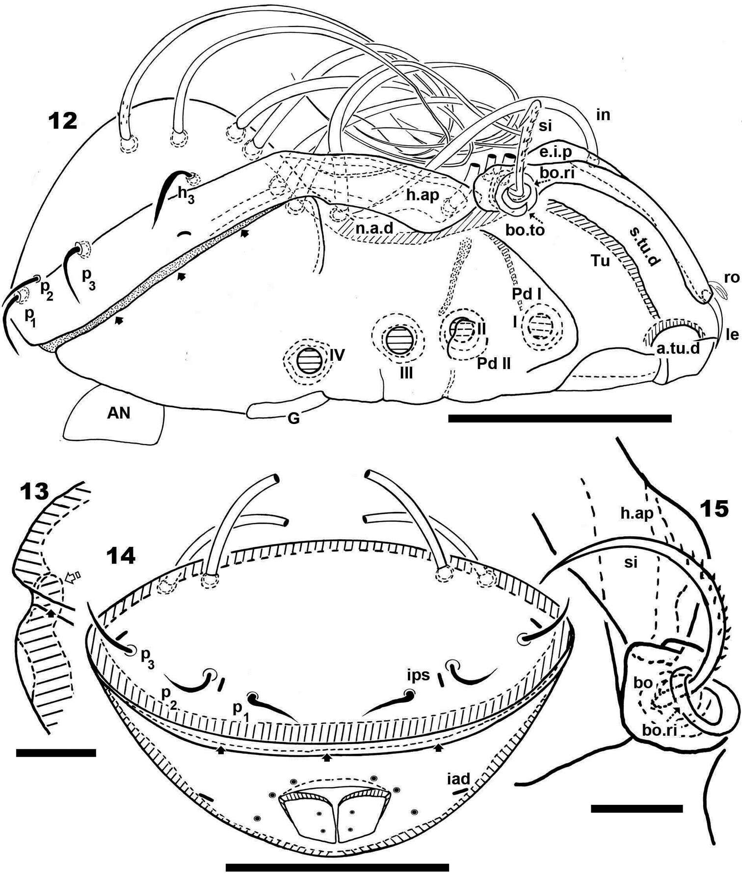 Imagem de Acariformes