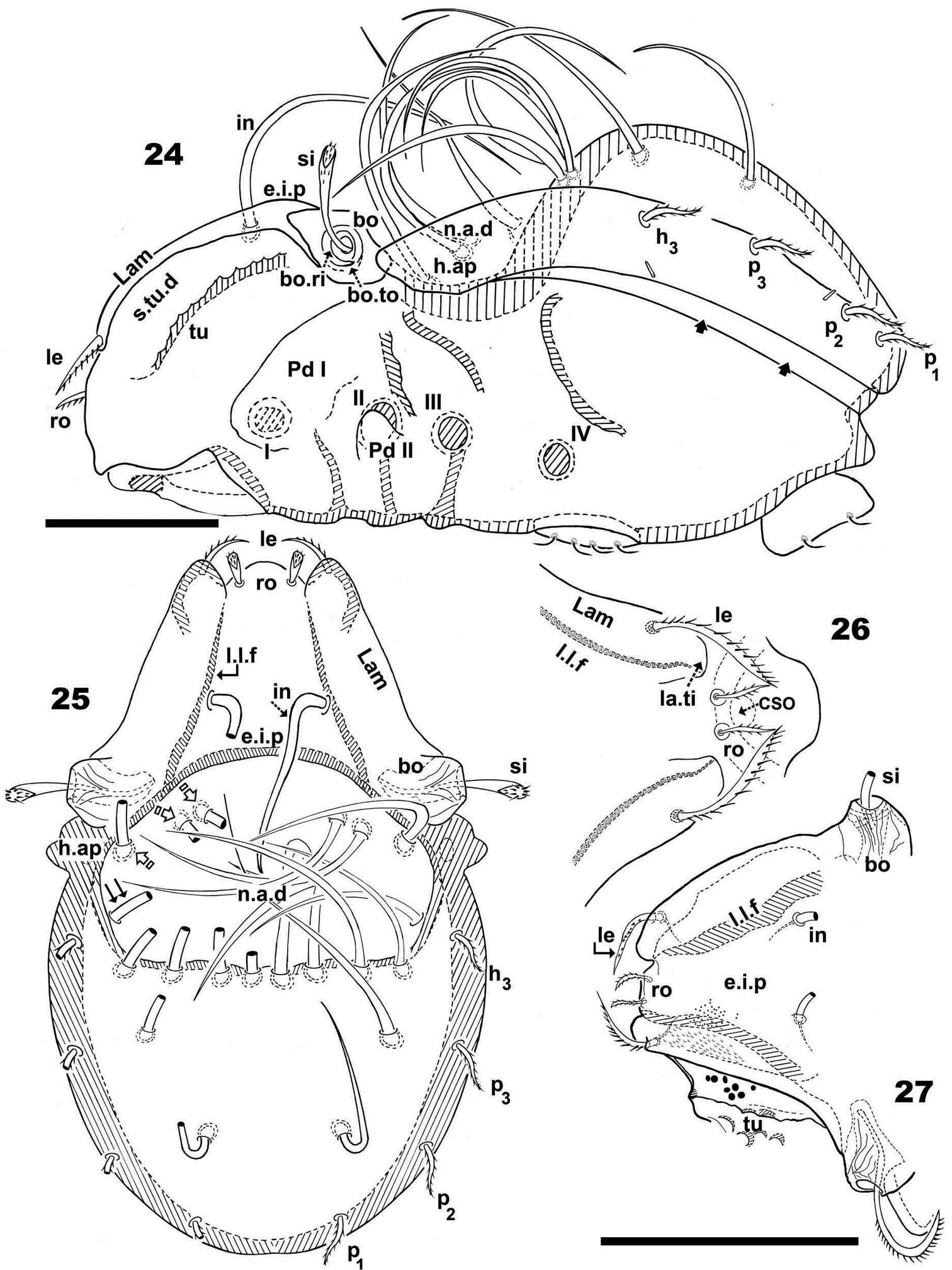 Image of Malgasodes hungarorum Mahunka 2000