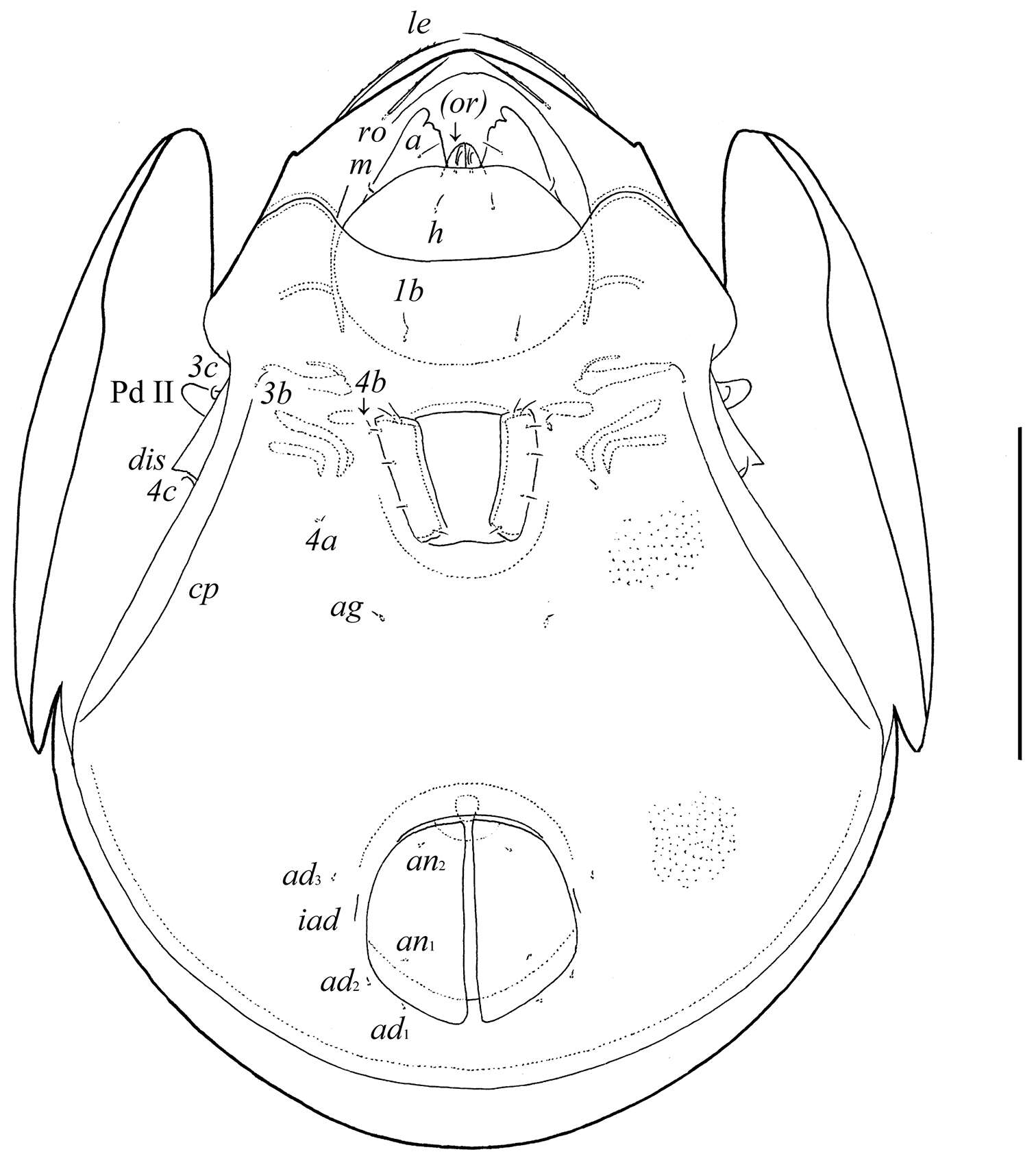 Galumnoidea Jacot 1925 resmi