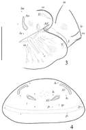 Image of Galumnoidea Jacot 1925