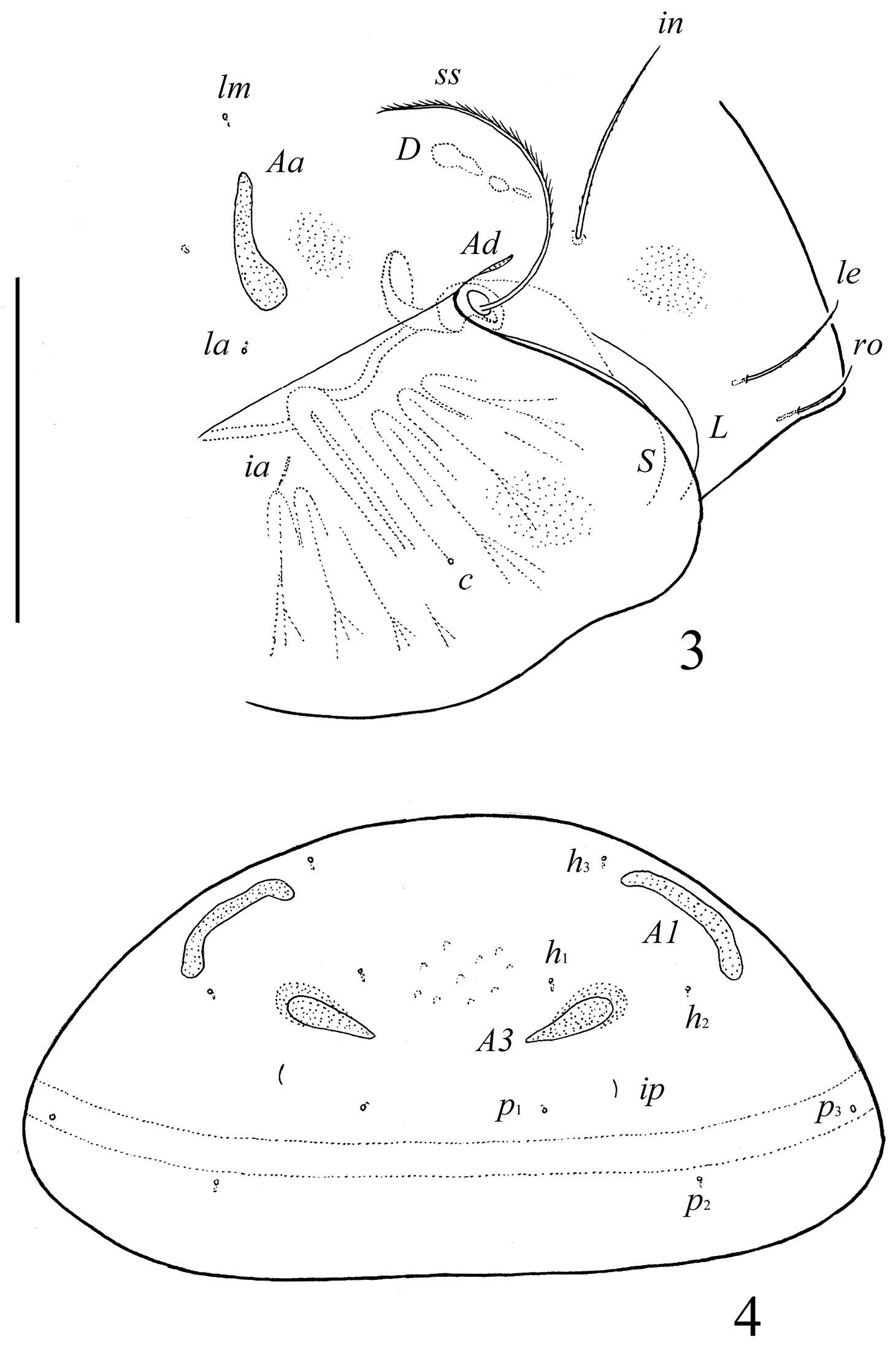 Image of Galumnoidea Jacot 1925