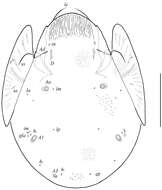 Pergalumna striatiprodorsum Ermilov, Alvarado-Rodríguez & Retana-Salazar 2014 resmi