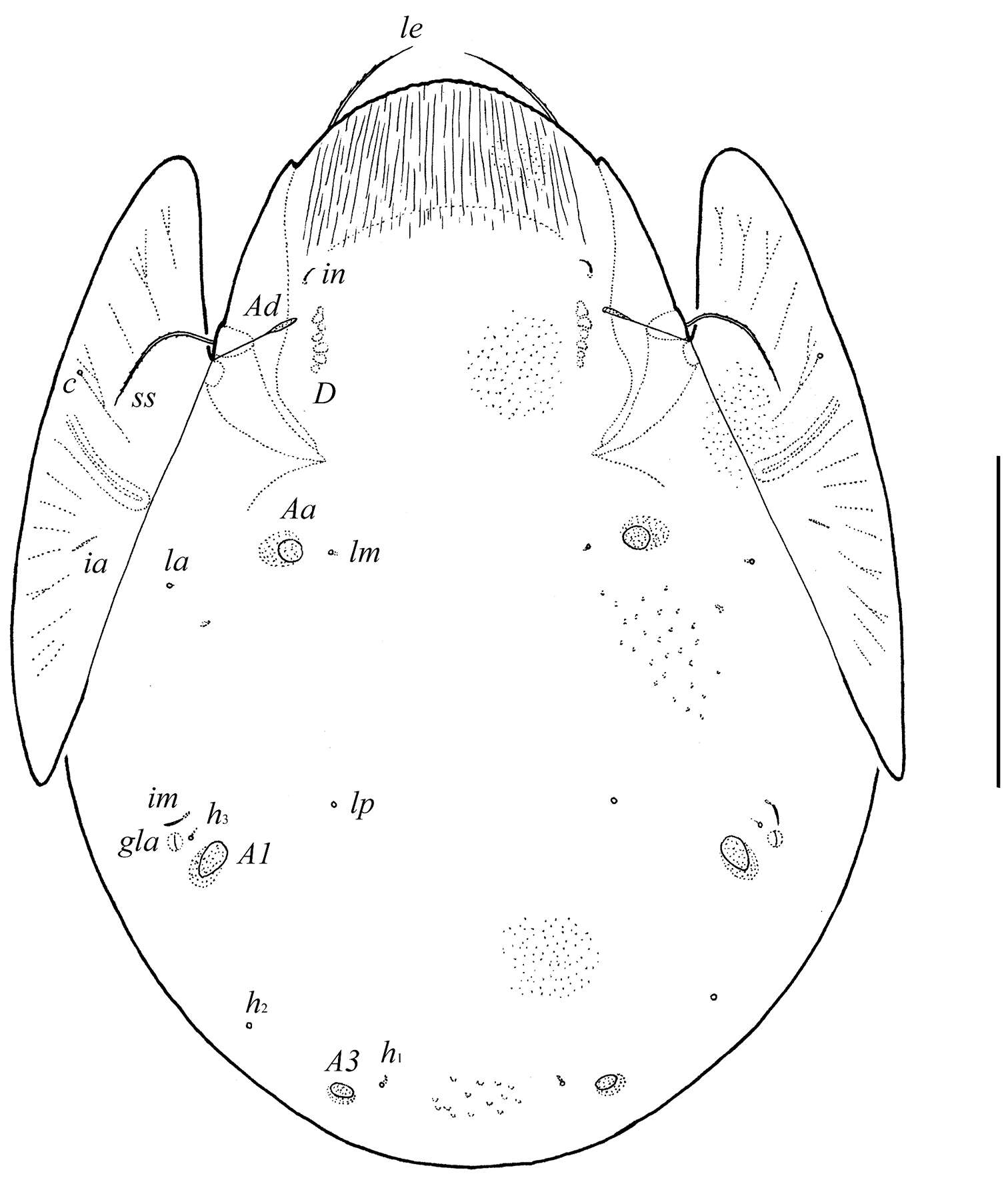 Image of Pergalumna striatiprodorsum Ermilov, Alvarado-Rodríguez & Retana-Salazar 2014