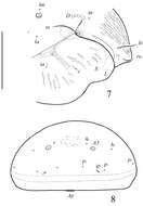 Pergalumna striatiprodorsum Ermilov, Alvarado-Rodríguez & Retana-Salazar 2014 resmi