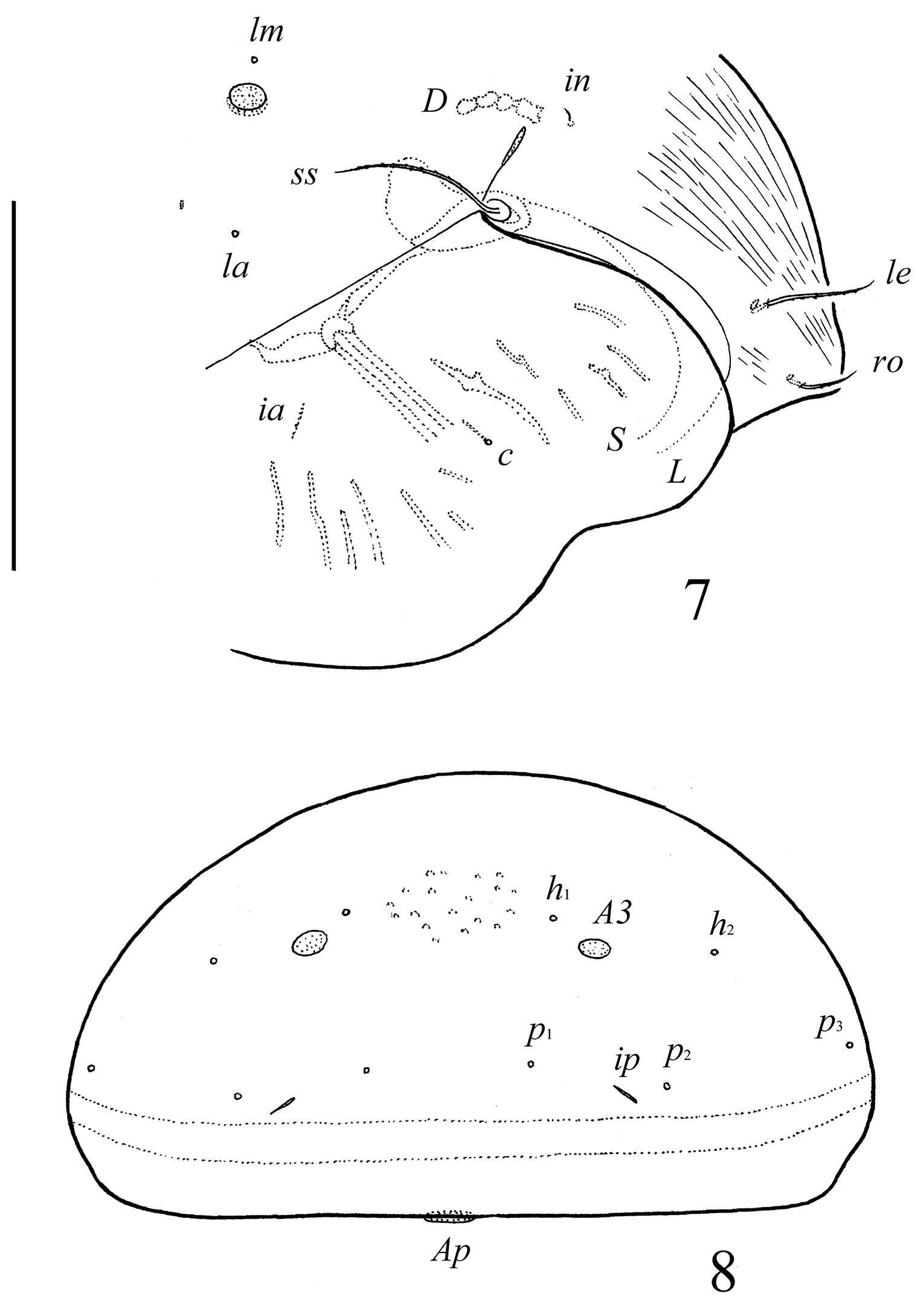 Image of Pergalumna striatiprodorsum Ermilov, Alvarado-Rodríguez & Retana-Salazar 2014