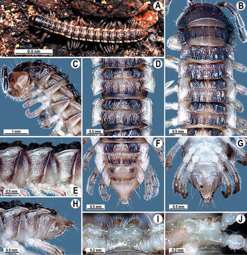 Image of Flat-backed Millipedes