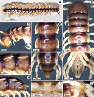 Image of Tylopus parahilaroides Likhitrakarn, Golovatch & Panha 2014