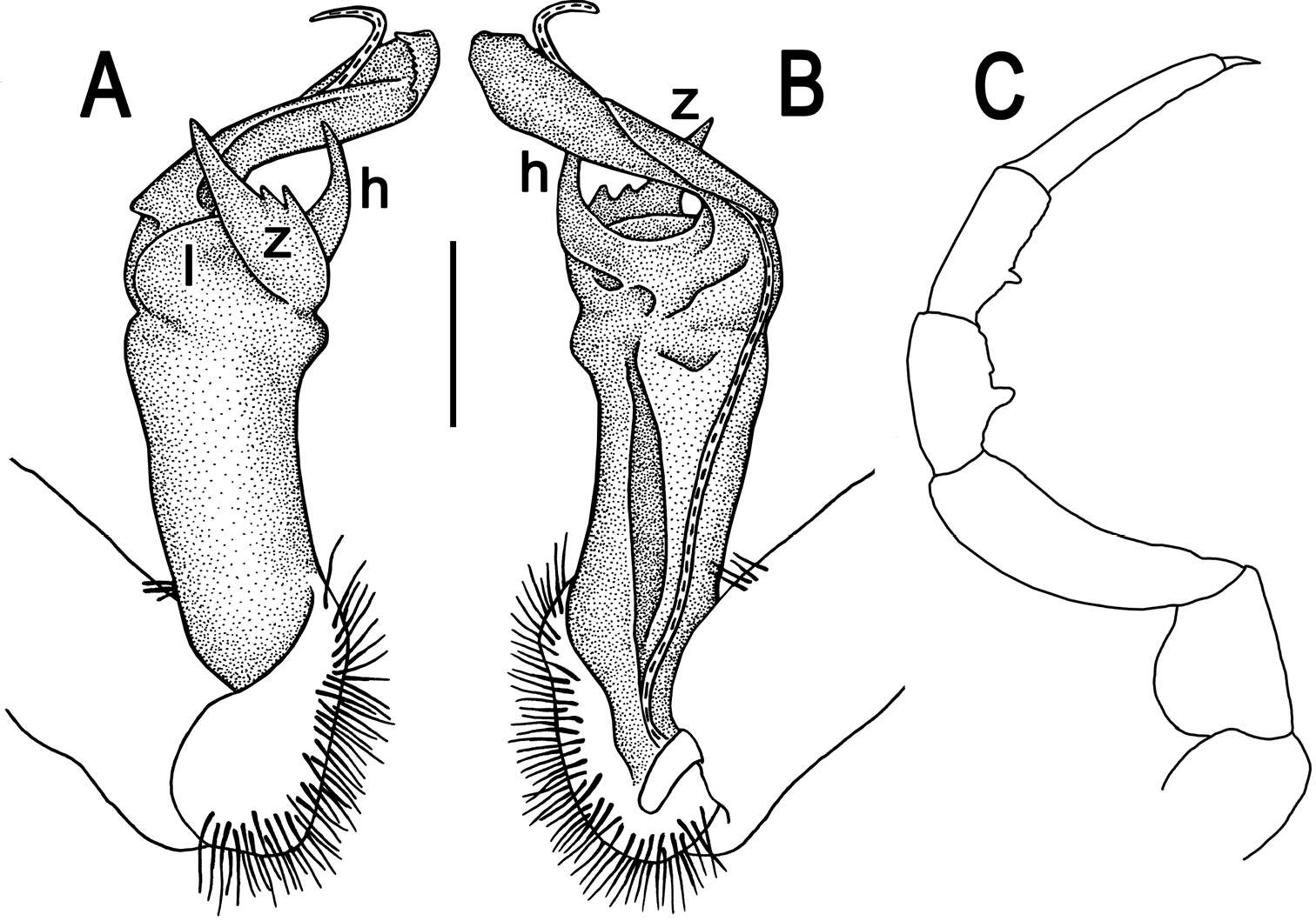 Image of Tylopus parahilaroides Likhitrakarn, Golovatch & Panha 2014