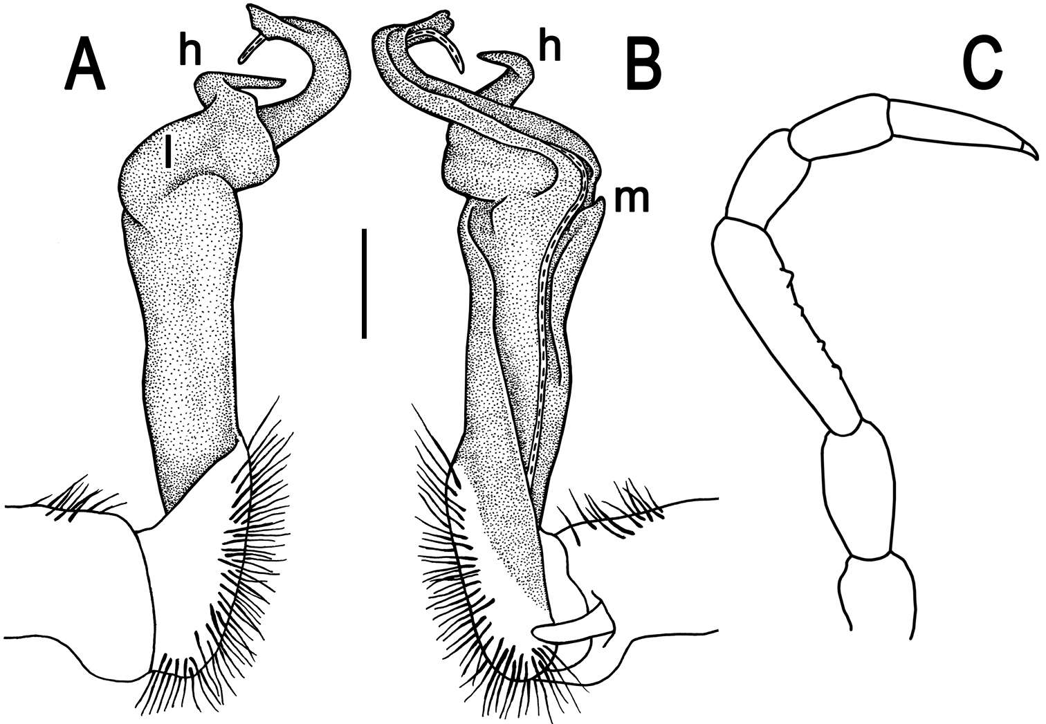 Image of Tylopus trigonum Likhitrakarn, Golovatch & Panha 2014