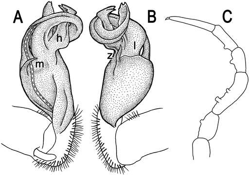 Image of Tylopus trigonum Likhitrakarn, Golovatch & Panha 2014