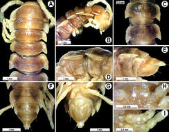 Image of Tylopus nodulipes (Attems 1953)