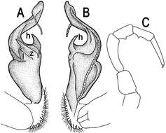 Image of Tylopus hilaris (Attems 1937)