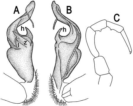 Image of Tylopus hilaris (Attems 1937)