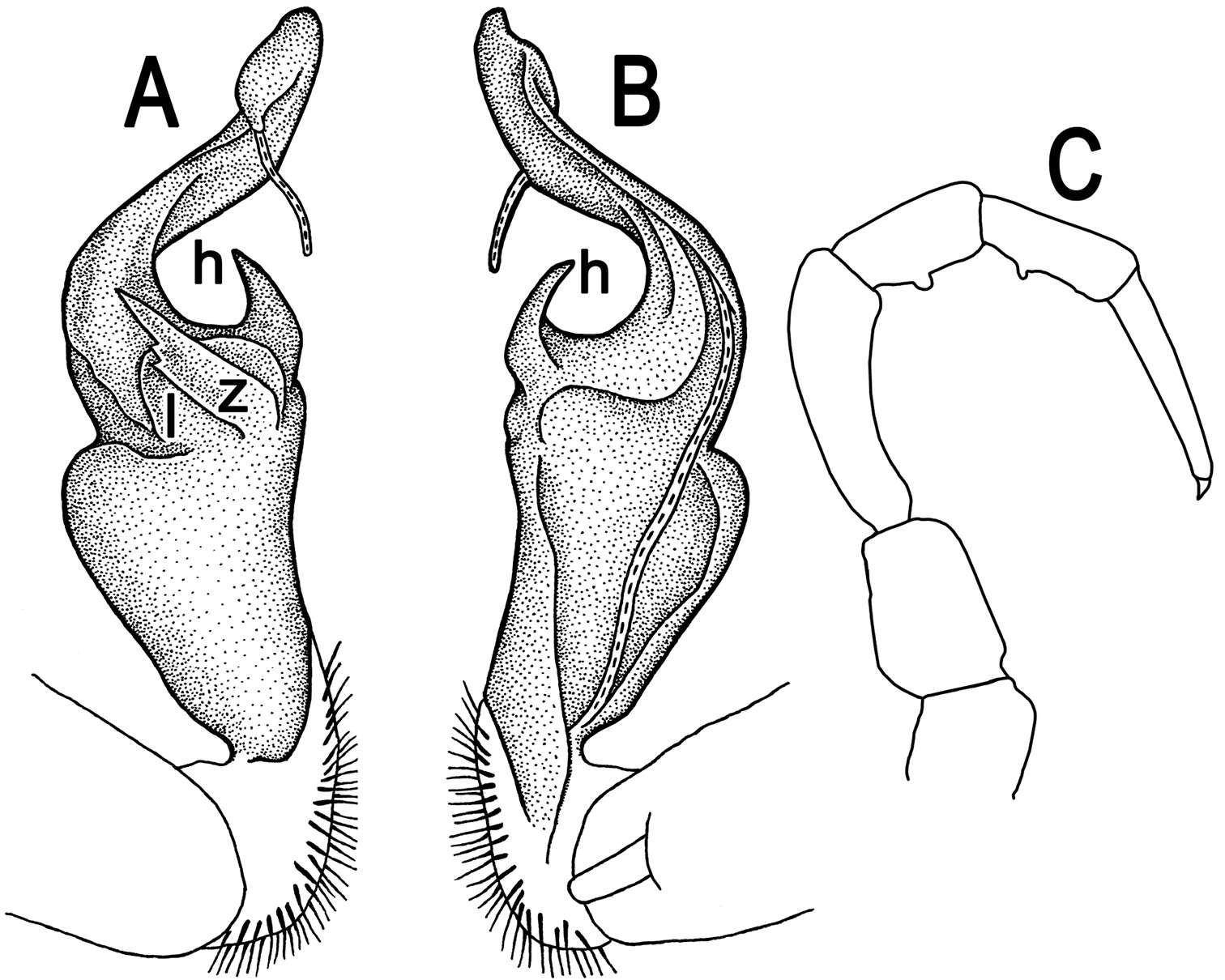 Image of Tylopus hilaris (Attems 1937)