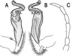 Image of Tylopus sigma (Attems 1953)