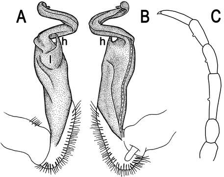 Image of Tylopus sigma (Attems 1953)