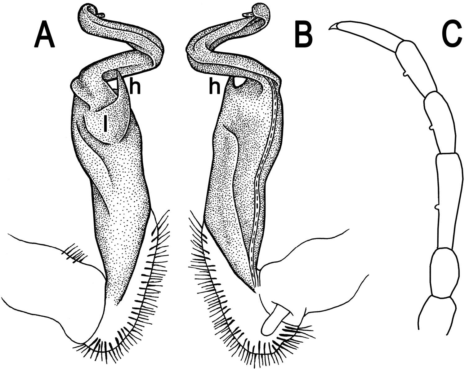 Image of Tylopus sigma (Attems 1953)