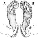 Image of Tylopus mutilatus (Attems 1953)