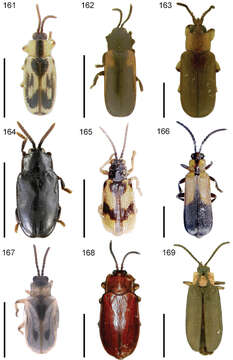 Image de Cephaloleia interstitialis Weise 1911