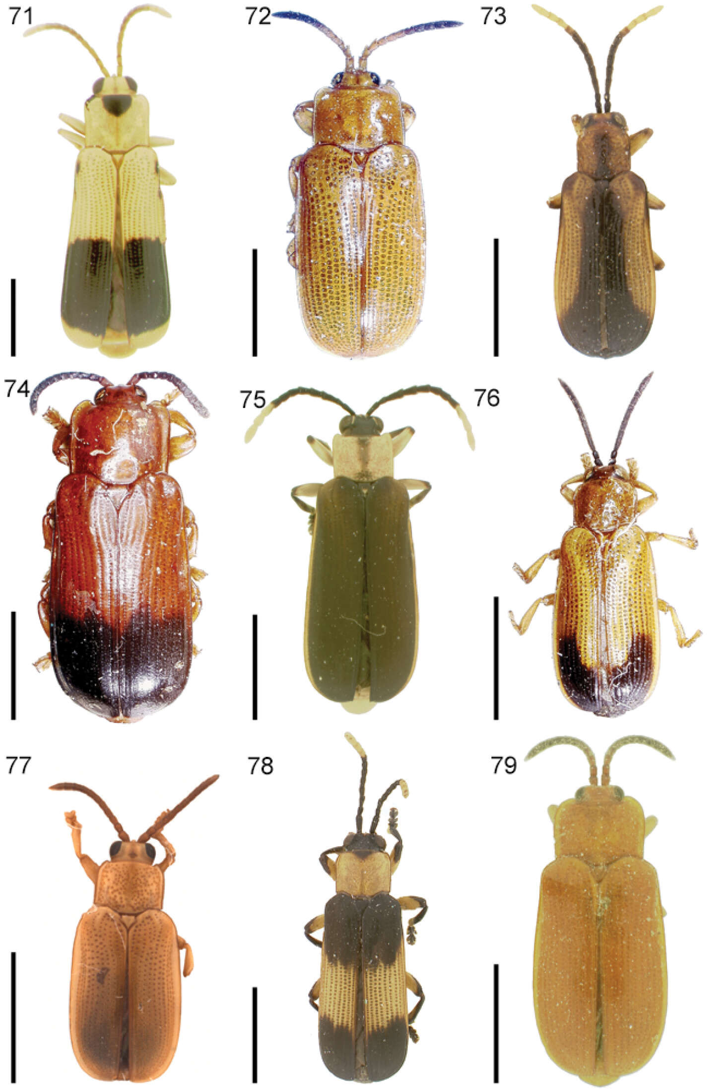 Cephaloleia antennalis Donckier 1899 resmi