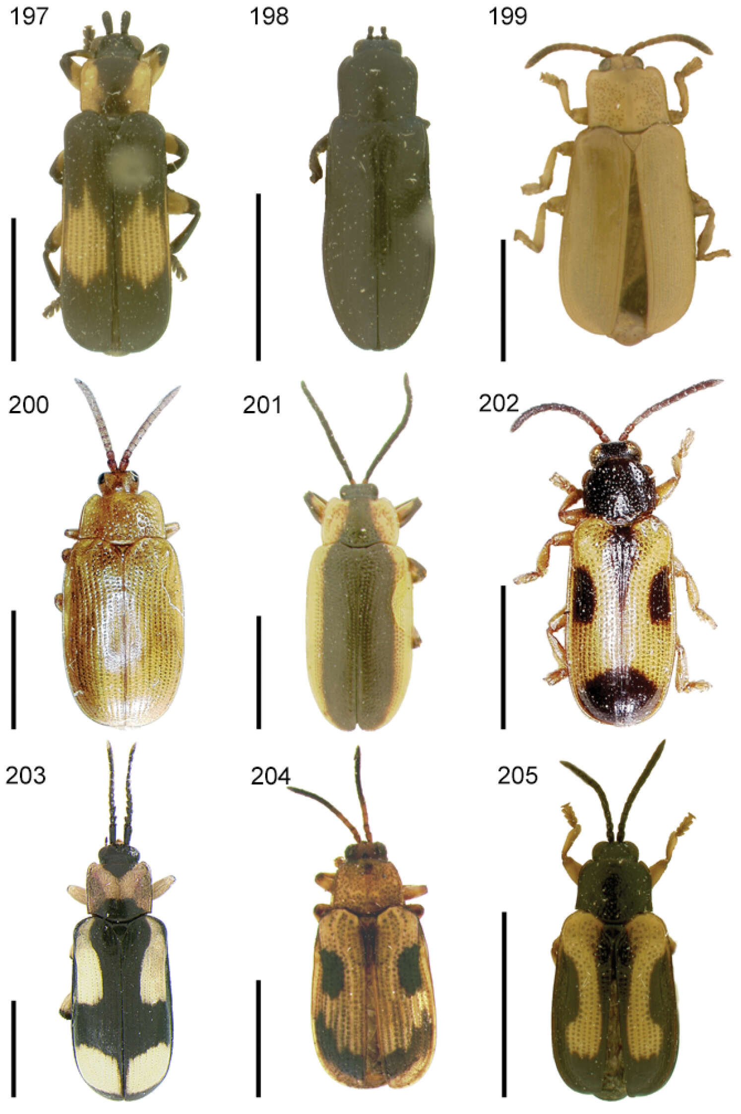 Image of Cephaloleia opaca Baly 1858