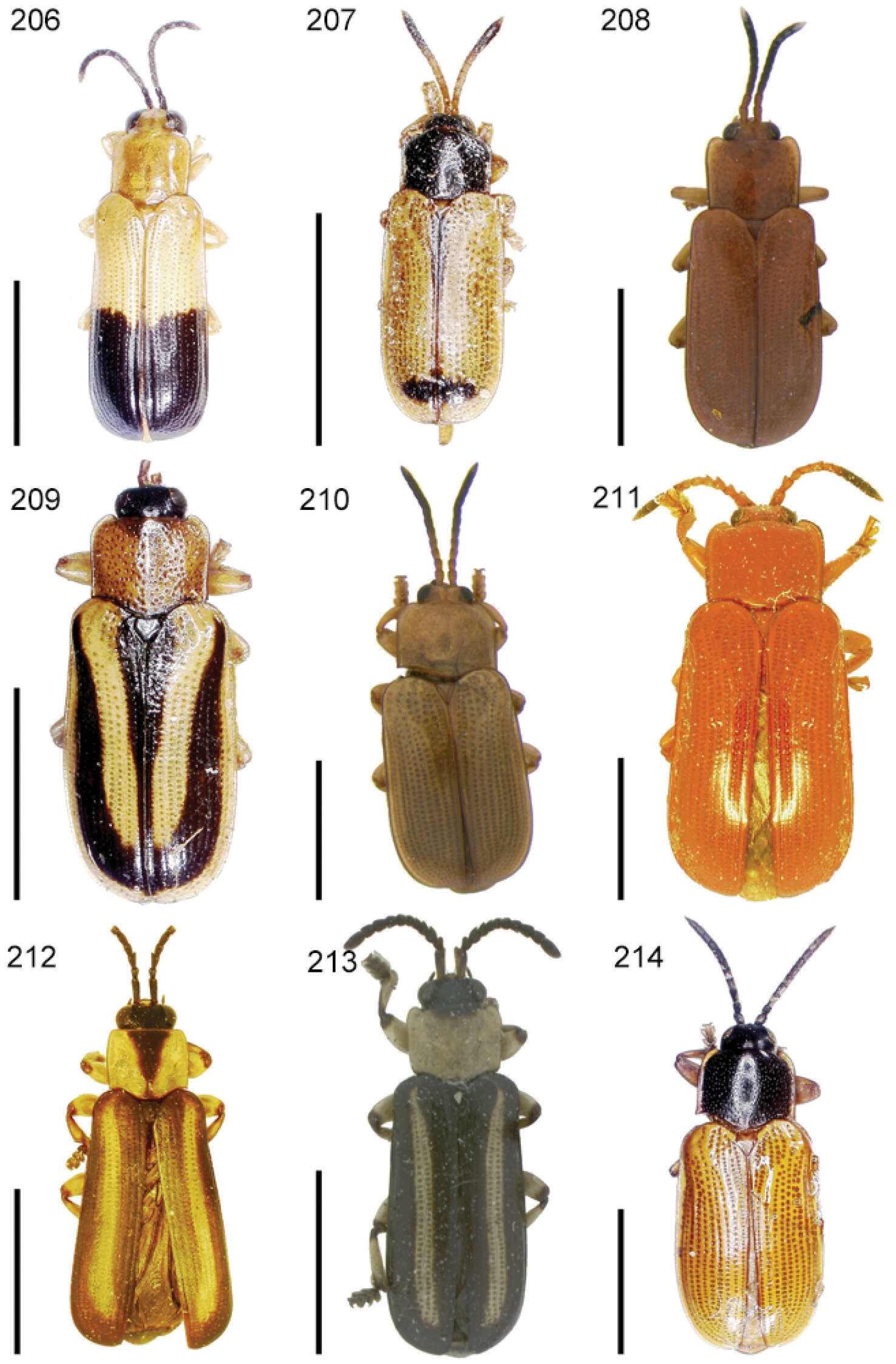 Image of Cephaloleia perplexa Baly 1885