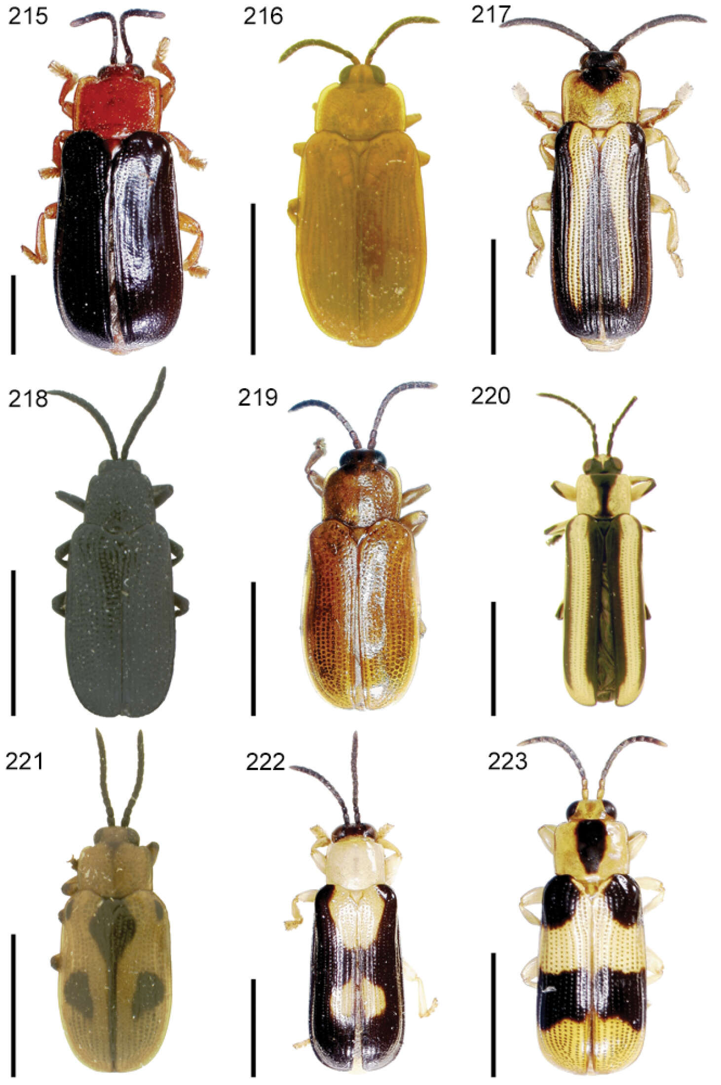 Image of Cephaloleia proxima Baly 1858