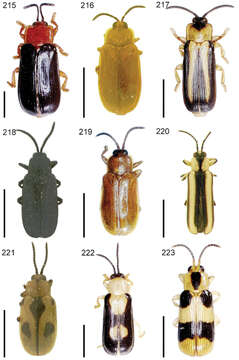 Image of Cephaloleia puncticollis Baly 1885