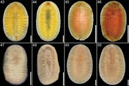 Cephaloleia puncticollis Baly 1885 resmi