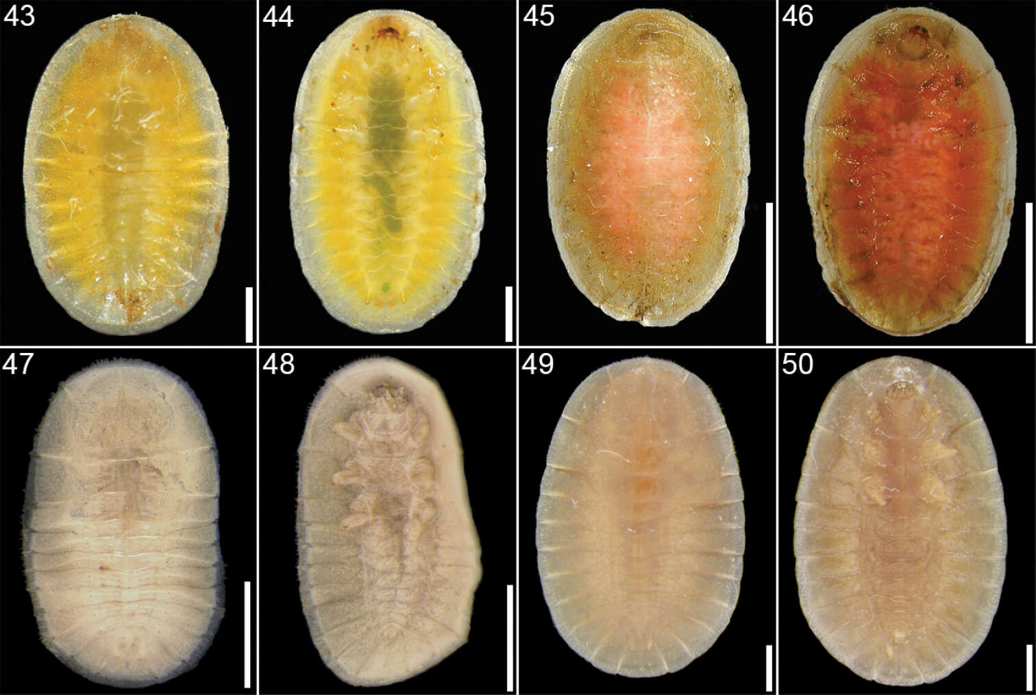 Cephaloleia puncticollis Baly 1885 resmi