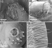 Imagem de Cephaloleia puncticollis Baly 1885